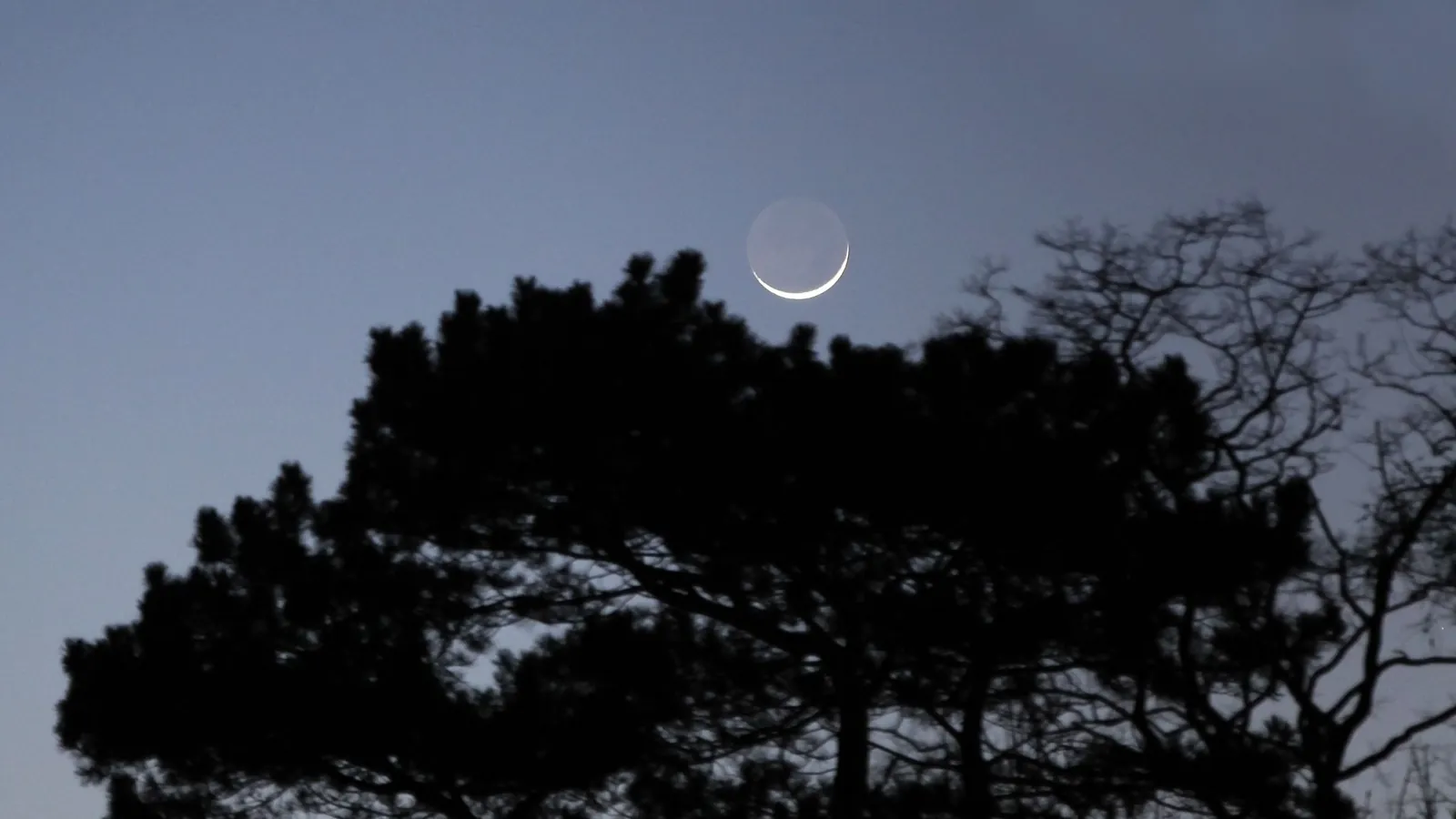 thin crescent moon shining above silhouetted trees in the foreground.