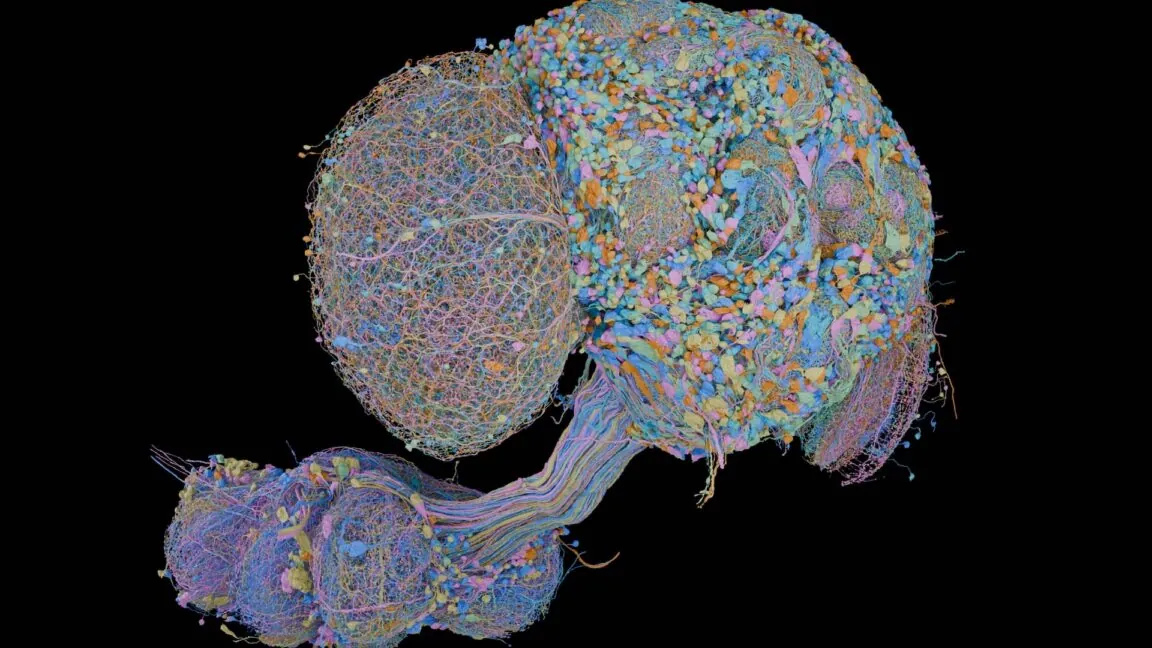 Image of a fly brain on a black background, with many of its neurons labeled with different colors.